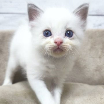 ラグドール【広島県・男の子・2025年4月15日・ブルーポイントバイカラー】の写真「甘えてゴロリン」