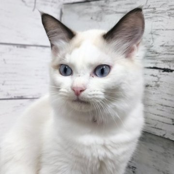 ラグドール【広島県・女の子・2025年6月6日・シールポイントバイカラー】の写真「運動大好きななお姫様!甘えて膝肩に乗ってくれる💕」