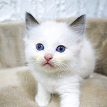 ラグドール【広島県・女の子・2025年10月26日・シールポイントバイカラー】の写真「ちょっとおっとりな、可愛い甘えっ子💕」