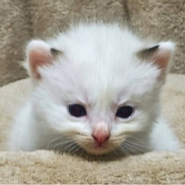 ラグドール【広島県・男の子・2025年10月26日・シールポイントバイカラー】の写真「さみしがりやの、ゴロゴロ甘えっ子💕」