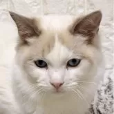 ラグドール【広島県・男の子・2025年6月6日・シールポイントバイカラー】の写真1