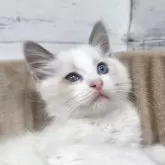 ラグドール【広島県・男の子・2024年12月27日・ブルーポイントバイカラー】の写真1