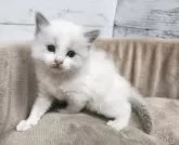 ラグドール【広島県・男の子・2024年12月27日・ブルーポイントバイカラー】の写真9