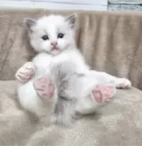 ラグドール【広島県・男の子・2024年12月27日・ブルーポイントバイカラー】の写真10