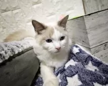 ラグドール【広島県・男の子・2025年6月6日・シールポイントバイカラー】の写真7