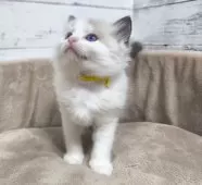 ラグドール【広島県・女の子・2025年1月14日・シールポイントバイカラー】の写真6