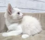 ラグドール【広島県・女の子・2025年5月18日・ブルーポイントバイカラー】の写真12