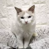 ラグドール【広島県・男の子・2025年6月6日・シールポイントバイカラー】の写真8