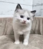 ラグドール【広島県・女の子・2025年1月14日・シールポイントバイカラー】の写真7