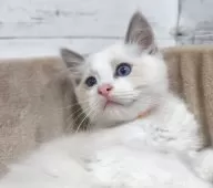 ラグドール【広島県・男の子・2024年12月27日・ブルーポイントバイカラー】の写真2