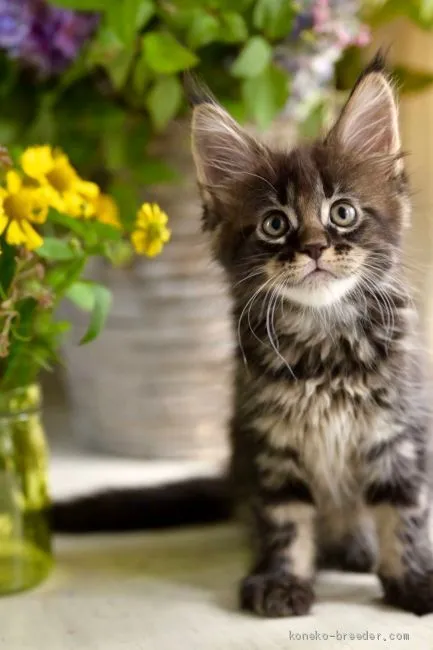 ID：2010-00284の子猫