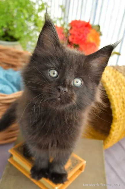 ID：1903-01673の子猫