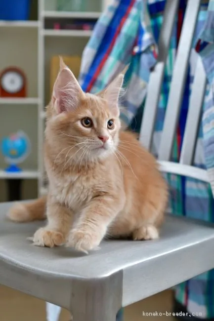 ID:1910-00477の子猫