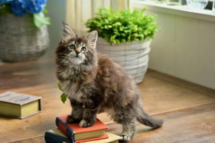 ID：2105-02455の子猫
