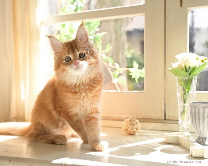 ID：1905-00074の子猫