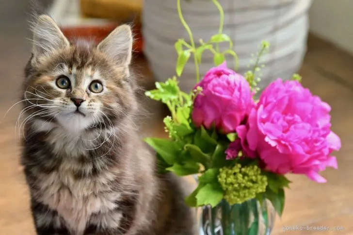 ダールン 様のお迎えした子猫