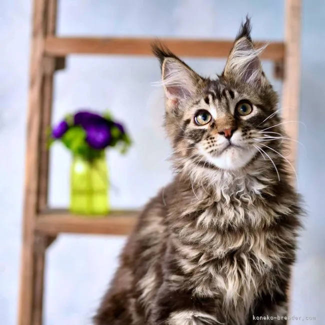 ID:2201-00608の子猫