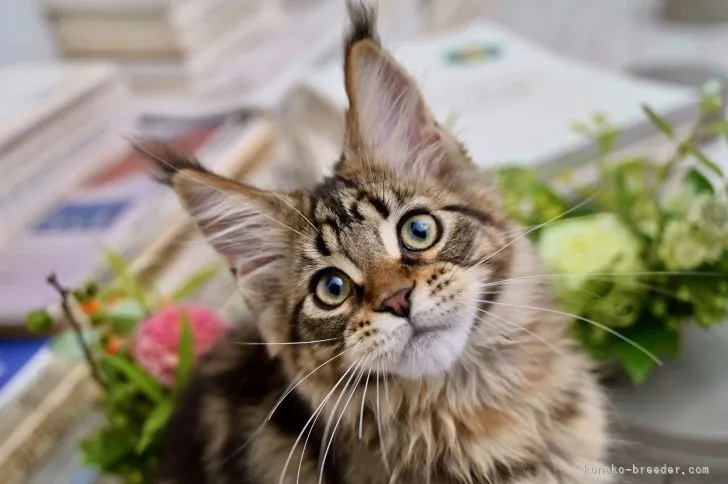 もも 様のお迎えした子猫