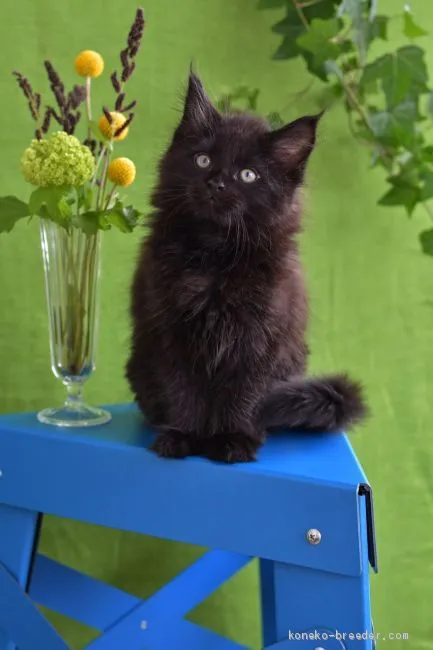 ID:1910-00475の子猫