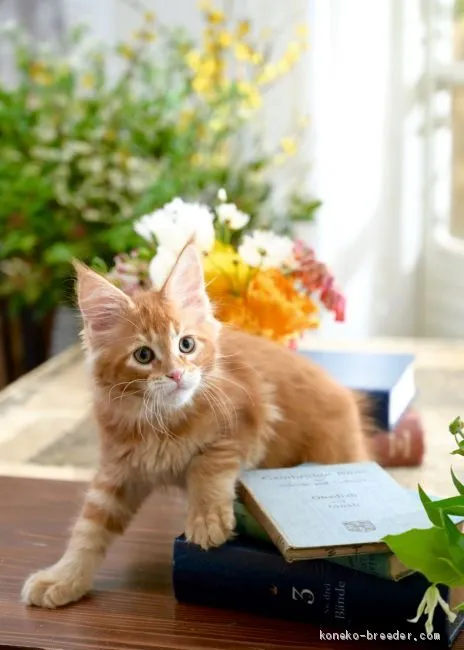 ID:2101-01621の子猫