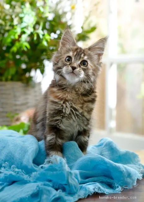 ID：2101-01624の子猫