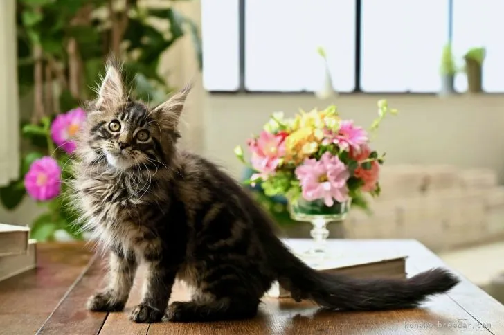 ID：2104-01409の子猫