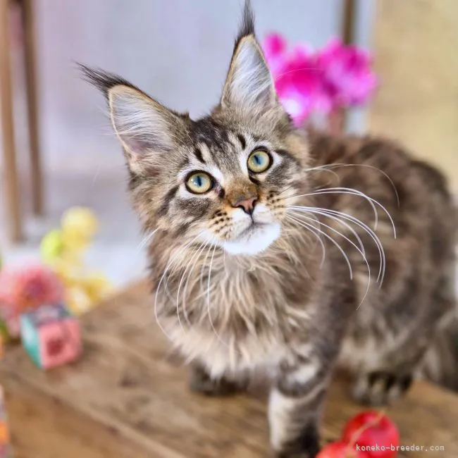 ID：2201-00609の子猫