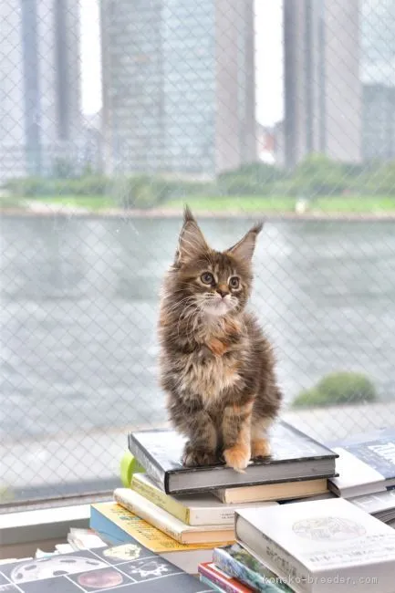 ID:1902-00383の子猫