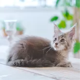 メインクーン【東京都・男の子・2024年8月22日・ブルー ティックドタビー】の写真1