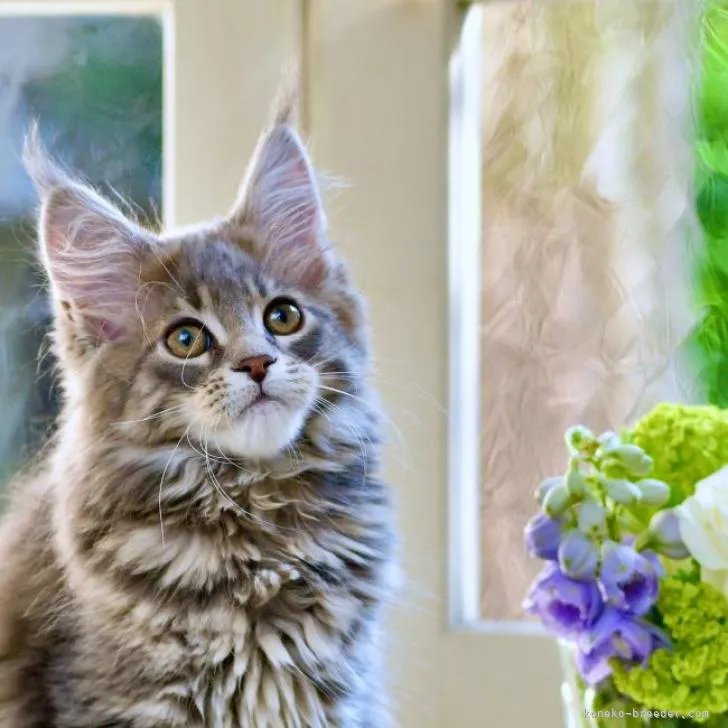 ID:2208-00718の子猫