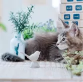 メインクーン【東京都・男の子・2024年8月22日・ブルー ティックドタビー】の写真2