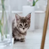 メインクーン【東京都・男の子・2024年8月22日・ブルー ティックドタビー】の写真3