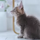 メインクーン【東京都・男の子・2024年8月22日・ブルー ティックドタビー】の写真4