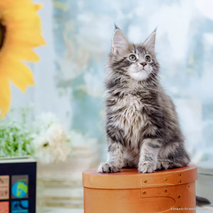 ID：2506-03024の子猫