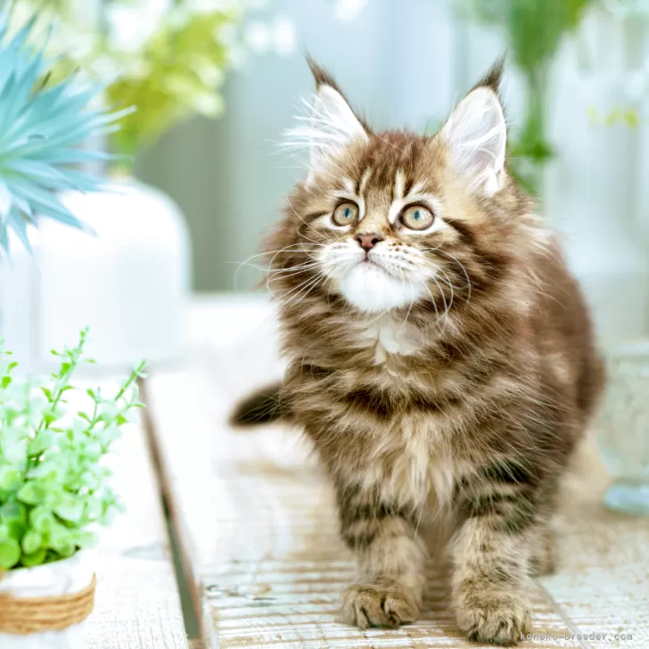 メインクーン【東京都・女の子・2025年10月11日・ブラウン ティックドタビー】の写真1