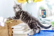 メインクーン【東京都・男の子・2025年4月22日・ブルー クラシックタビー】の写真3