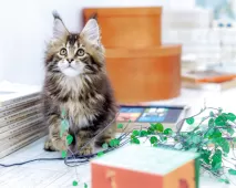 メインクーン【東京都・男の子・2025年5月5日・ブラウン ティックドタビー】の写真5