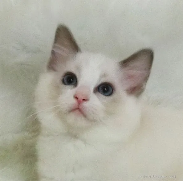 ID：2006-01182の子猫