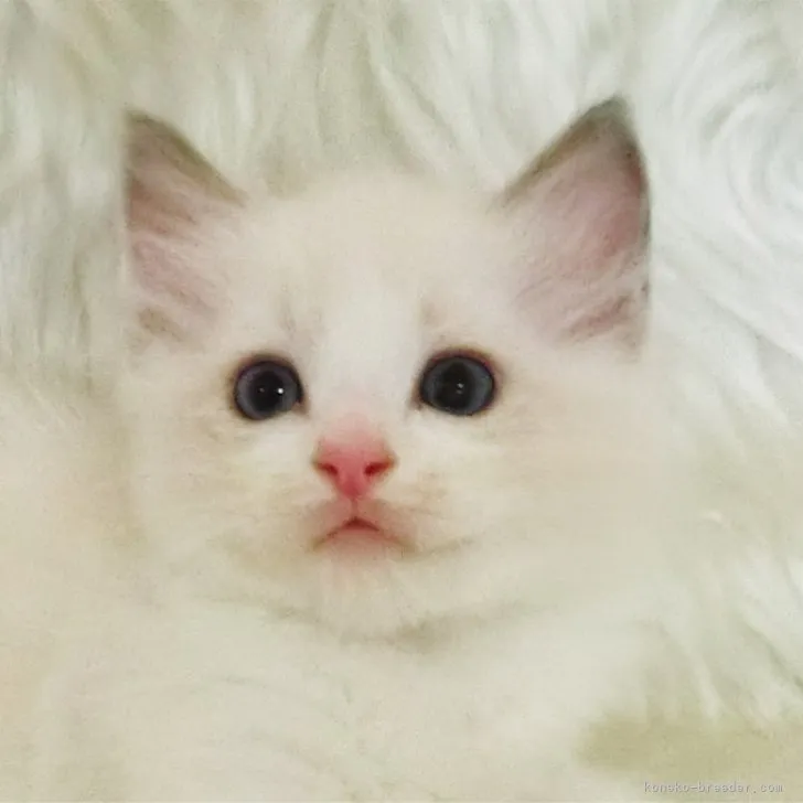 ID:2307-02215の子猫