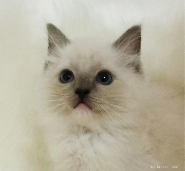 ID：1912-00269の子猫