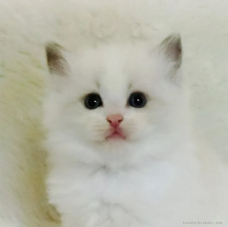 ID：2305-02903の子猫