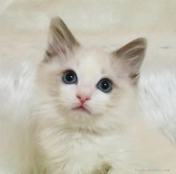 ID：2012-01126の子猫