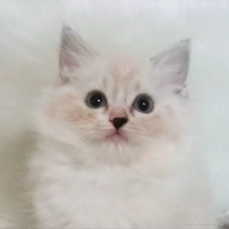 ID:2409-00990の子猫