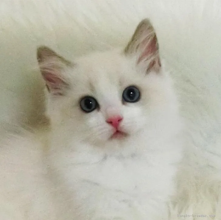 ID:2209-00753の子猫