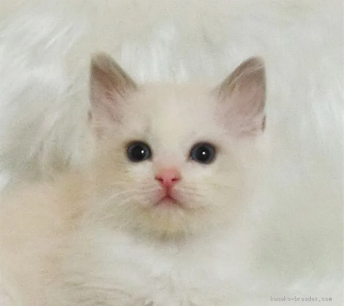 ID:2007-01436の子猫