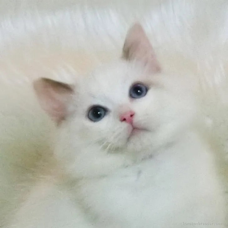 ID：2310-02669の子猫