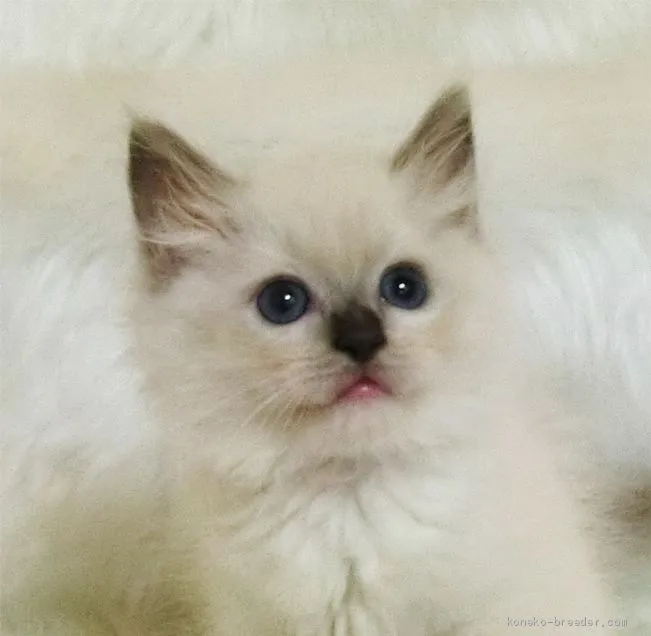 ID：2007-01356の子猫