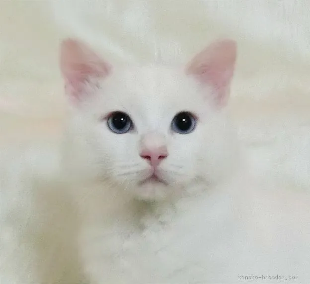 ID：1912-00272の子猫