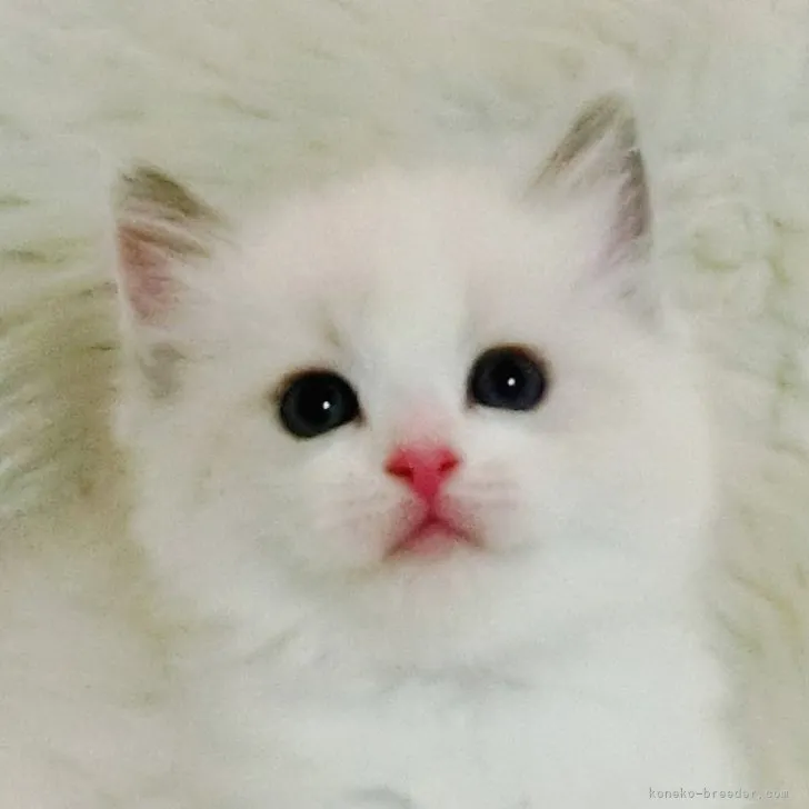 ID:2306-00183の子猫