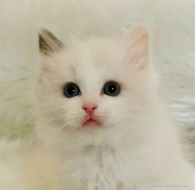 ID：2103-00497の子猫